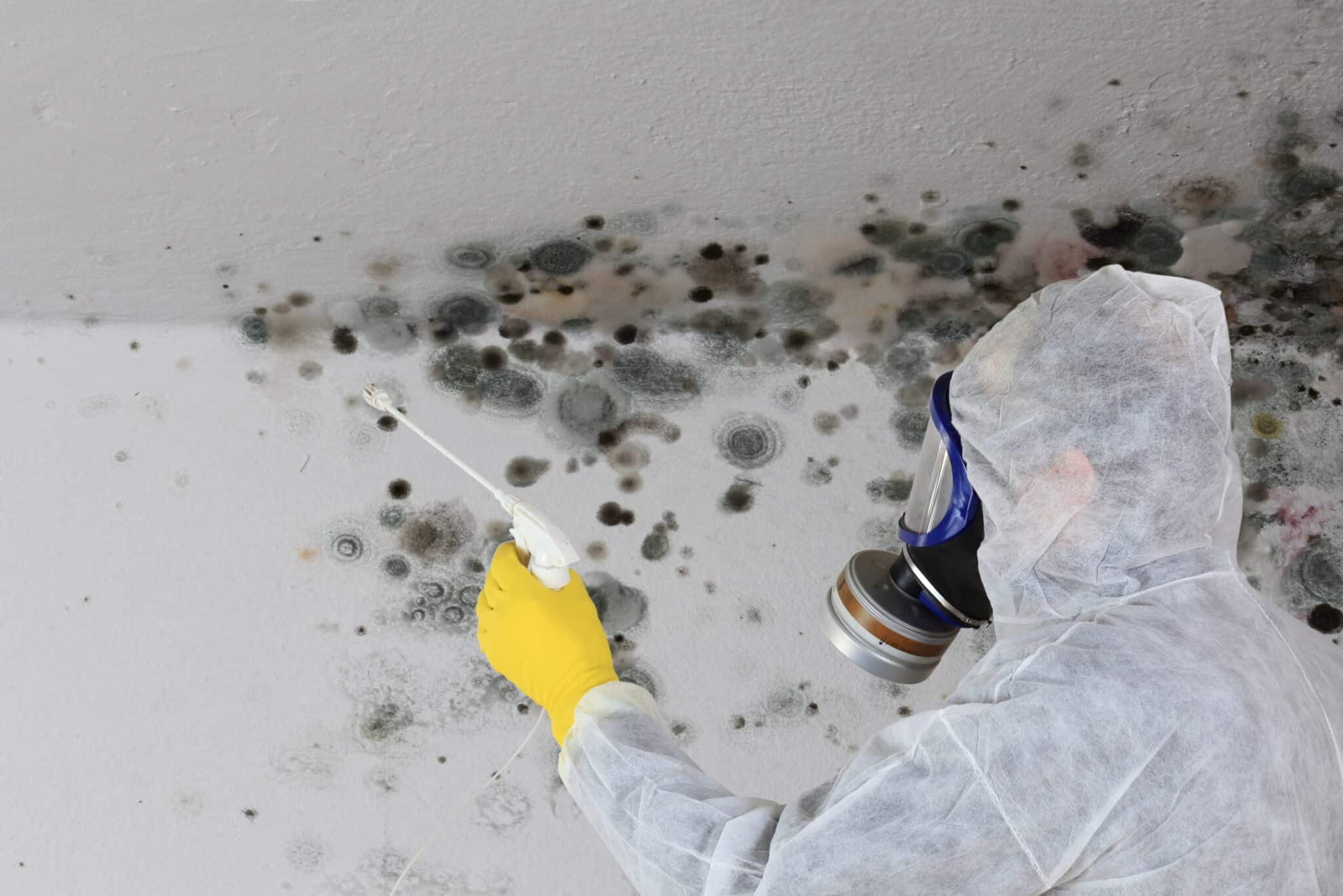 Mould Remediation in Commercial Buildings and Schools
