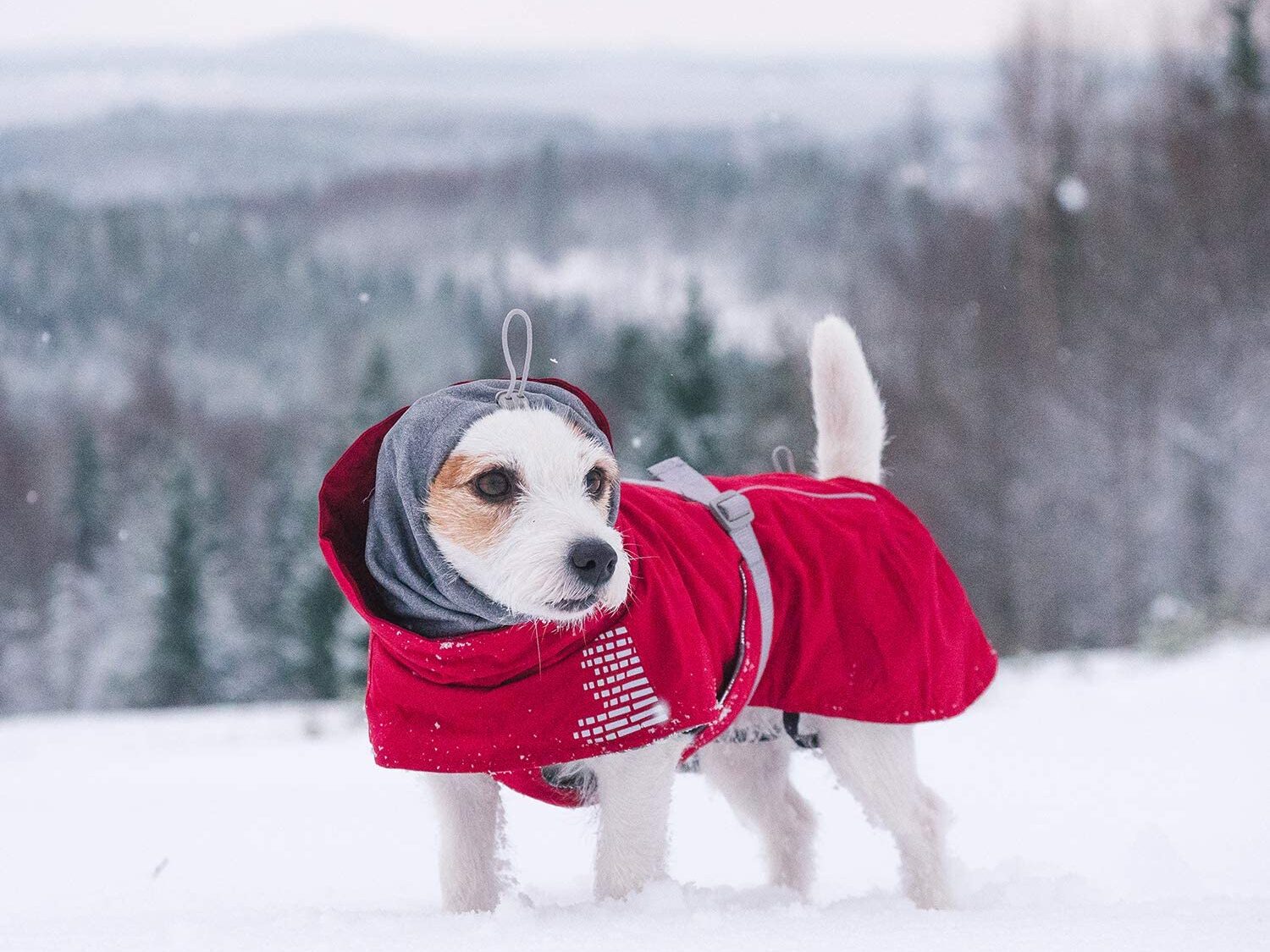 Why You Should Buy A Dog Coat For Your Pet In Winter